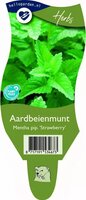Mentha pip. 'Strawberry'