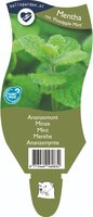 Mentha rot. 'Pineapple Mint'