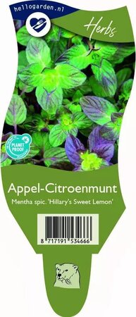 Mentha spi. 'Hillary's Sweet Lemon'