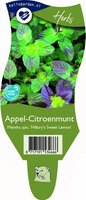 Mentha spi. 'Hillary's Sweet Lemon'