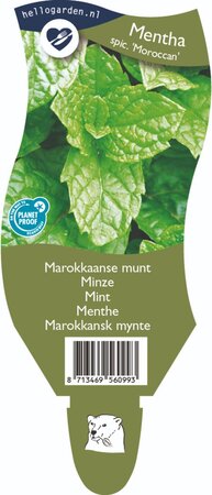 Mentha spicata 'Moroccan'