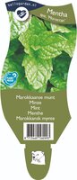 Mentha spicata 'Moroccan'