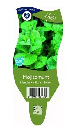 Mentha vil. 'Mojito'