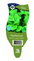 Mentha vil. 'Mojito'