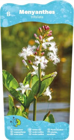 Menyanthes trifoliata