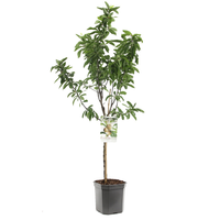 Mespilus germanica   p24 - afbeelding 2