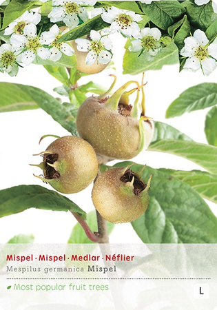 Mespilus germanica   p24 - afbeelding 1