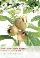 Mespilus germanica   p24
