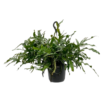 Microsorum diversifolium pot 17 cm