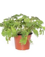 Mimosa pudica pot 9cm