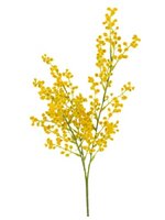 Mimosasteel l70cm geel