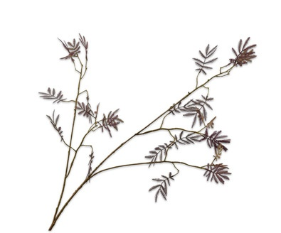 Mimosatak l96cm bordeaux