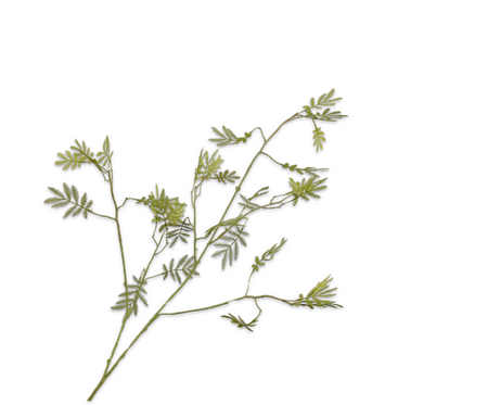 Mimosatak l96cm groen