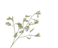 Mimosatak l96cm groen