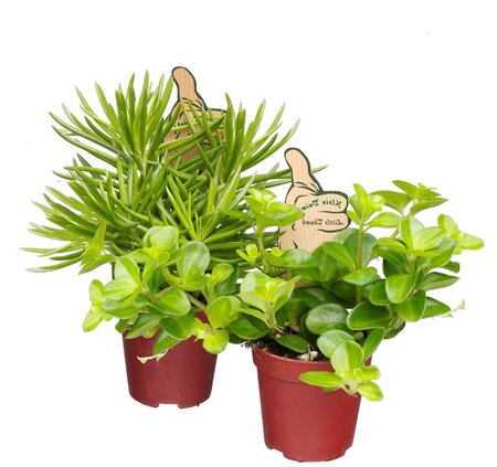 Mini plantjes divers p6