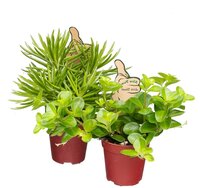 Mini plantjes divers p6
