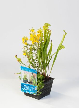 Mix mand met 3 waterplanten - afbeelding 1