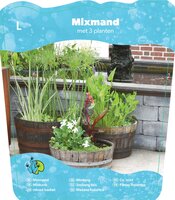 Mix mand met 3 waterplanten - afbeelding 2
