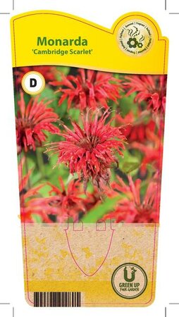 Monarda 'Cambridge Scarlet'