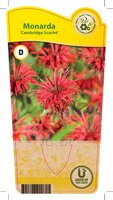 Monarda 'Cambridge Scarlet'