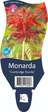 Monarda 'Cambridge Scarlet'