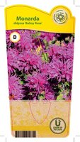 Monarda didyma 'Balmy Rose'