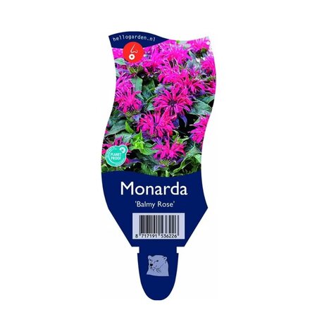 Monarda didyma 'Balmy Rose'