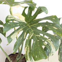 Monstera delic. 'Thai Constellatio'