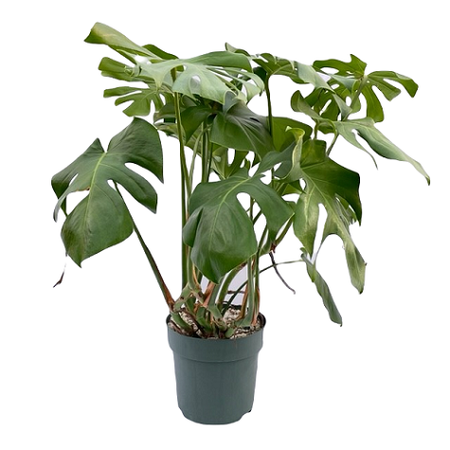 Monstera Deliciosa pot 30 cm