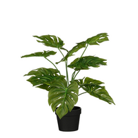 Monstera in pot d28h32cm groen