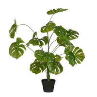 Monstera in pot d55h100cm groen