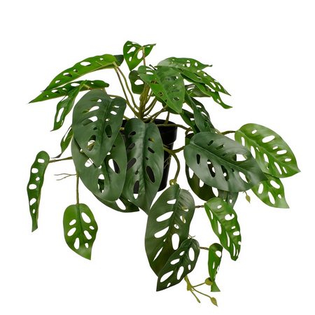 Monstera in pot l40b26h23cm groen