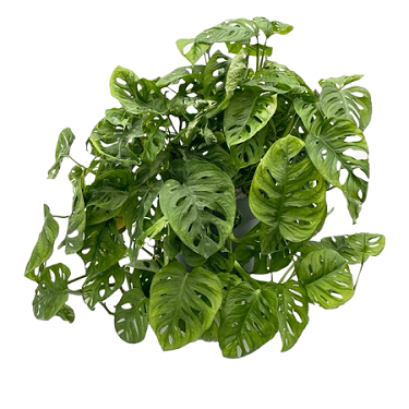 Monstera obliqua pot 27 cm