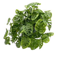 Monstera obliqua pot 27 cm