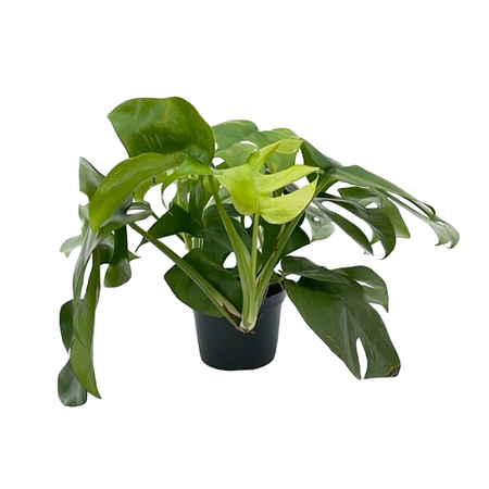 Monstera pot 12 cm