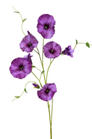 Morning glorysteel l90cm paars