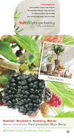 Morus rotundiloba Mojo Berry
