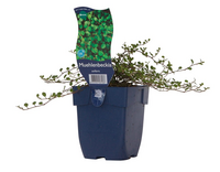 Muehlenbeckia axillaris - afbeelding 2