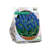 Muscari armeniacum 100st