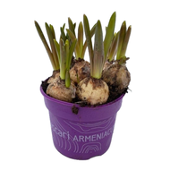 Muscari armeniacum pot 9cm.