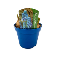 Muscari Blue Magic  pot 9cm