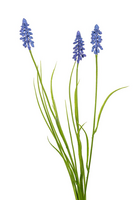 Muscari/grassteel l70cm blauw