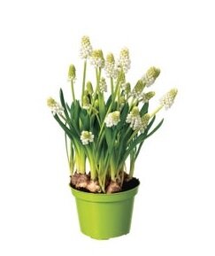 Muscari magic white pot 9cm