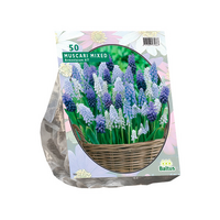 Muscari mix 50st