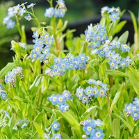 Myosotis palustris