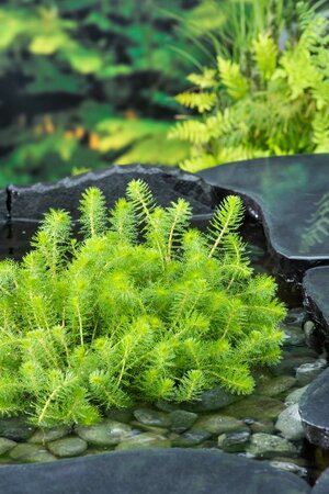 Myriophyllum crispata