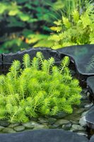 Myriophyllum crispata