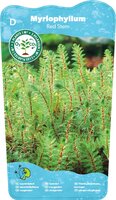 Myriophyllum red stem - afbeelding 2