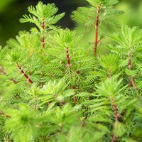 Myriophyllum red stem