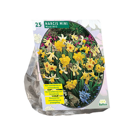 Narcis mini mix per 25